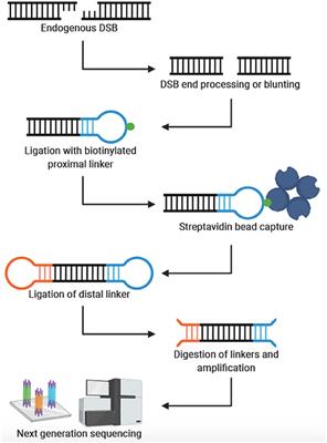 Emerging Technologies for Genome-Wide Profiling of DNA Breakage